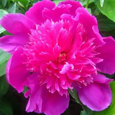 Пион РОЗОВЫЙ БУДДА травянистый  Пион РОЗОВЫЙ БУДДА травянистый в Москве