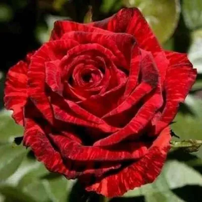 Саженцы роз РЕД ИНТУИШН чайно-гибридная в Москве