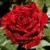Саженцы роз РЕД ИНТУИШН чайно-гибридная в Москве
