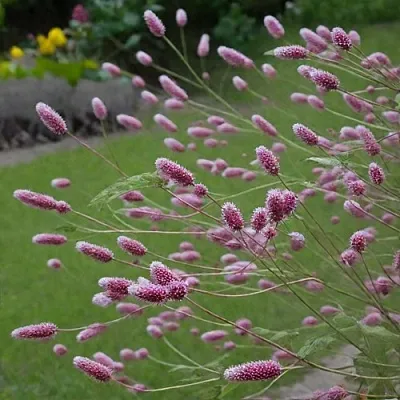 Кровохлебка РОК ЭНД РОЛЛ  Кровохлебка РОК ЭНД РОЛЛ в Москве