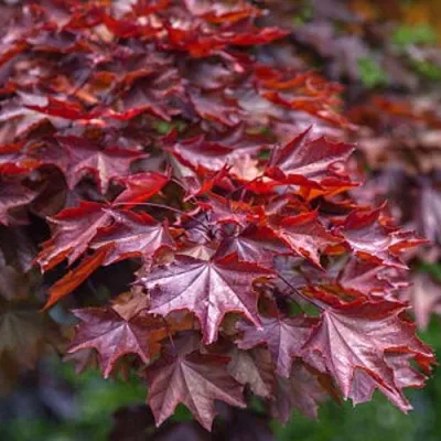 Клен КРИМСОН КИНГ остролистный — описание сорта Клен КРИМСОН КИНГ остролистный в Москве