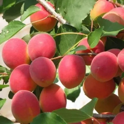 Абрикос РУБИН в Москве