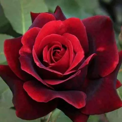 Саженцы роз НОРИТА чайно-гибридная — описание сорта Саженцы роз НОРИТА чайно-гибридная в Москве