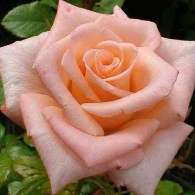 Саженцы роз АНГАЖЕМЕНТ чайно-гибридная — описание сорта Саженцы роз АНГАЖЕМЕНТ чайно-гибридная в Москве