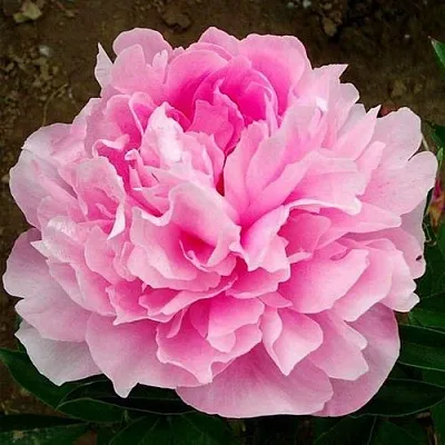 Пион ЛЕТЯЩИЙ ЖУРАВЛЬ травянистый  Пион ЛЕТЯЩИЙ ЖУРАВЛЬ травянистый в Москве