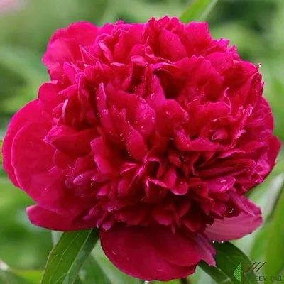 Пион РЕД САРА БЕРНАР травянистый  Пион РЕД САРА БЕРНАР травянистый в Москве