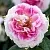 Саженцы роз ГЕРНСИ чайно-гибридная в Москве