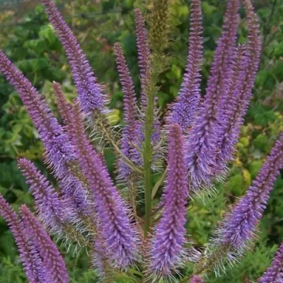 Вероникаструм ФАСЦИНЕЙШН — описание сорта Вероникаструм ФАСЦИНЕЙШН в Москве