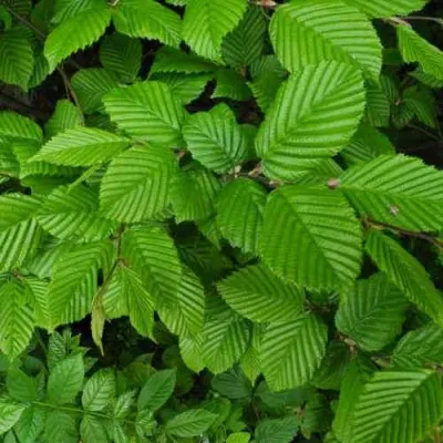 Граб  — описание сорта Граб  в Москве