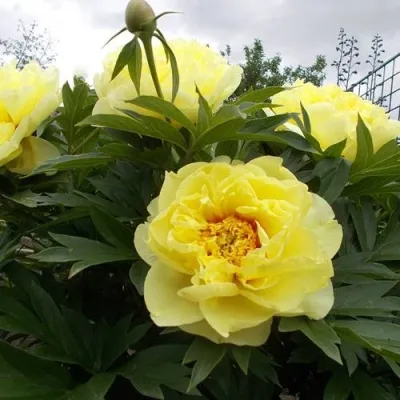 Пион БАРЦЕЛЛА ито-гибрид — описание сорта Пион БАРЦЕЛЛА ито-гибрид в Москве