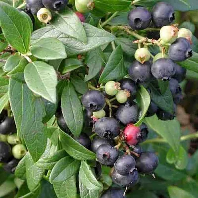 Голубика ПУТТЕ  Голубика ПУТТЕ в Москве