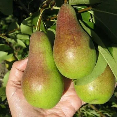 Груша ТАЛГАРСКАЯ КРАСАВИЦА  Груша ТАЛГАРСКАЯ КРАСАВИЦА в Москве