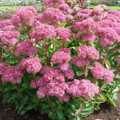 Очиток (седум) КАРЛ видный  Очиток (седум) КАРЛ видный в Москве