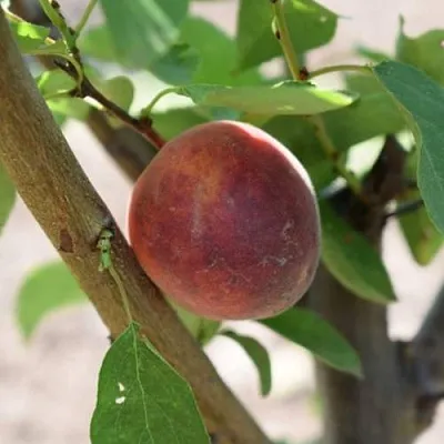 Плумкот БИРИКОККОЛО СУЗИНКОККО  Плумкот БИРИКОККОЛО СУЗИНКОККО в Москве