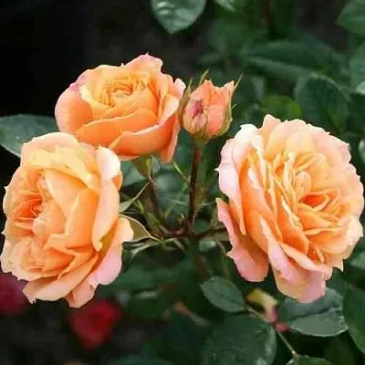 Саженцы роз КЛЕМЕНТИНА миниатюрная  Саженцы роз КЛЕМЕНТИНА миниатюрная в Москве