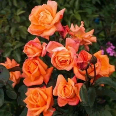 Саженцы роз ЛОВЕРС МИТИНГ чайно-гибридная — описание сорта Саженцы роз ЛОВЕРС МИТИНГ чайно-гибридная в Москве