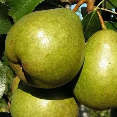 Груша ЯСАЧКА  Груша ЯСАЧКА в Москве