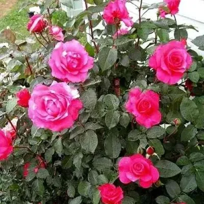 Саженцы роз МАЛИНОВЫЙ ЗВОН чайно-гибридная — описание сорта Саженцы роз МАЛИНОВЫЙ ЗВОН чайно-гибридная в Москве