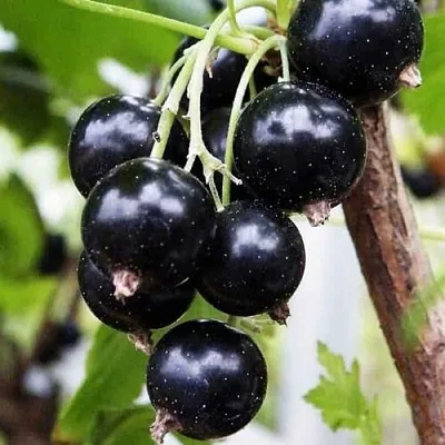 Смородина чёрная ДЕЛИКАТЕСНАЯ  Смородина чёрная ДЕЛИКАТЕСНАЯ в Москве