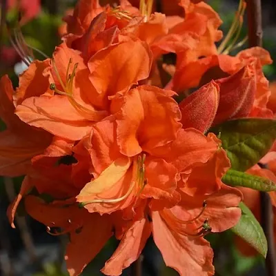 Азалия МАНДАРИН ЛАЙТС листопадная  Азалия МАНДАРИН ЛАЙТС листопадная в Москве