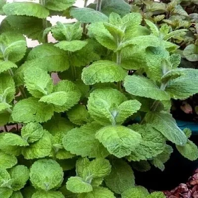 Мята яблочная  Мята яблочная в Москве