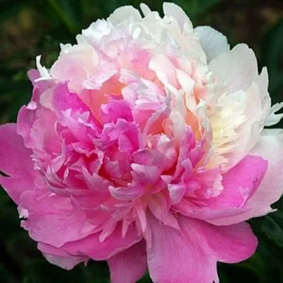 Пион МИСТЕР ЭД травянистый  Пион МИСТЕР ЭД травянистый в Москве