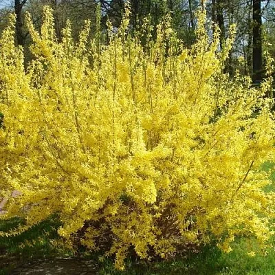 Форзиция ФОРЧУНА  Форзиция ФОРЧУНА в Москве