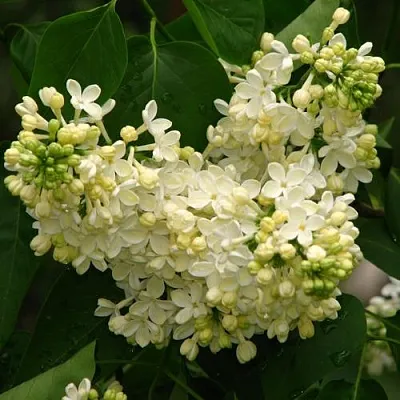 Сирень ПРИМРОУЗ  Сирень ПРИМРОУЗ в Москве