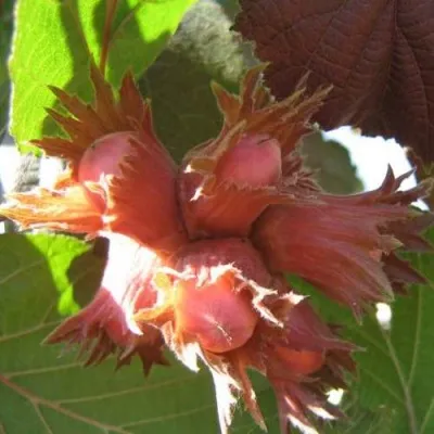 Фундук ЕКАТЕРИНА — описание сорта Фундук ЕКАТЕРИНА в Москве