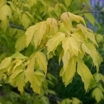 Клен ясенелистный — описание сорта Клен ясенелистный в Москве