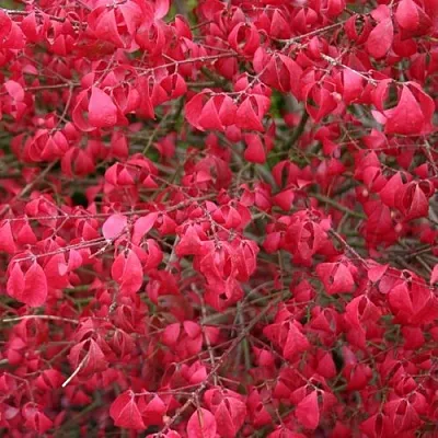 Бересклет КОМПАКТУС   Бересклет КОМПАКТУС  в Москве