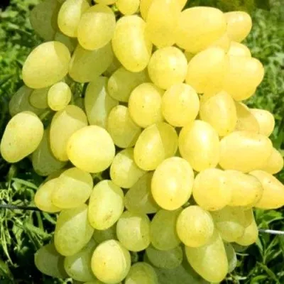 Виноград ЗАРНИЦА — описание сорта Виноград ЗАРНИЦА в Москве