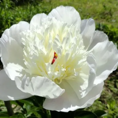 Пион ИММАКУЛИ травянистый — описание сорта Пион ИММАКУЛИ травянистый в Москве