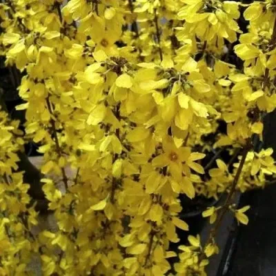 Форзиция ГОЛДРАУШ — описание сорта Форзиция ГОЛДРАУШ в Москве