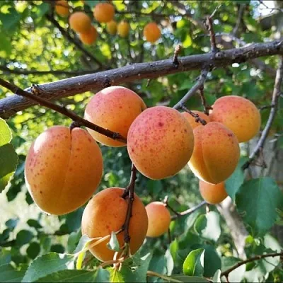 Абрикос ЖЕРДЕЛА  Абрикос ЖЕРДЕЛА в Москве