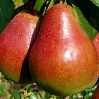 Груша ГЕРА — описание сорта Груша ГЕРА в Москве