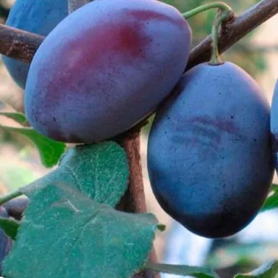 Слива СМОЛИНКА — описание сорта Слива СМОЛИНКА в Москве