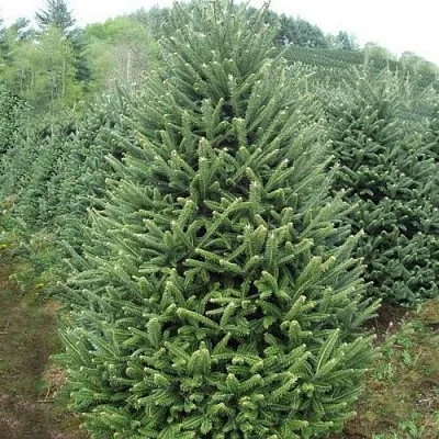 Пихта ФРАЗЕРА  Пихта ФРАЗЕРА в Москве