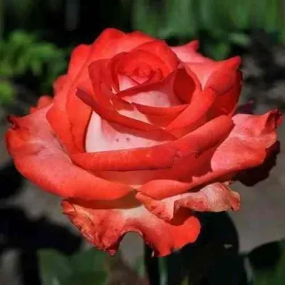 Саженцы роз БЛАШ чайно-гибридная — описание сорта Саженцы роз БЛАШ чайно-гибридная в Москве