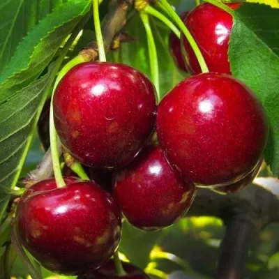 Черешня БУРЛАТ в Москве