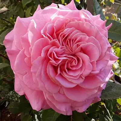 Саженцы роз ЭШЛИ чайно-гибридная в Москве