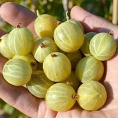 Крыжовник БЕРИЛЛ — описание сорта Крыжовник БЕРИЛЛ в Москве