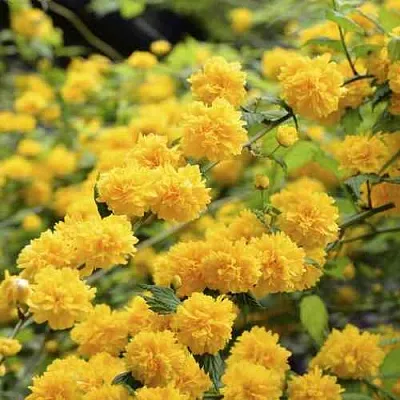 Керрия японская АУРЕОВАРИЕГАТТА  Керрия японская АУРЕОВАРИЕГАТТА в Москве