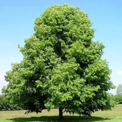 Липа мелколистная — описание сорта Липа мелколистная в Москве