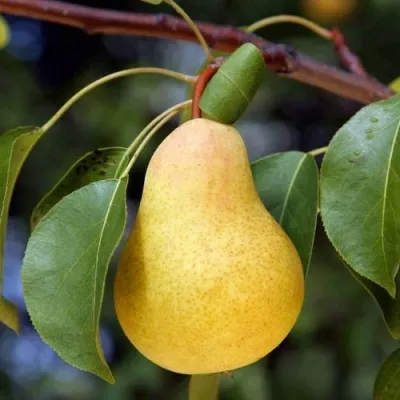 Груша БЕРЕ ЗОЛОТАЯ — описание сорта Груша БЕРЕ ЗОЛОТАЯ в Москве