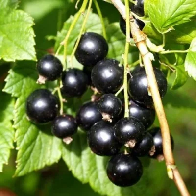 Смородина чёрная ПАМЯТЬ ВАВИЛОВА в Москве