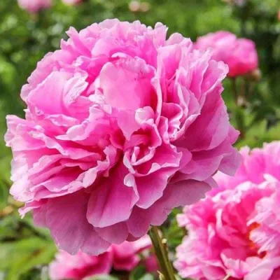 Пион АЛЕКСАНДР ФЛЕМИНГ травянистый — описание сорта Пион АЛЕКСАНДР ФЛЕМИНГ травянистый в Москве