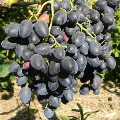 Виноград НАДЕЖДА АЗОС — описание сорта Виноград НАДЕЖДА АЗОС в Москве