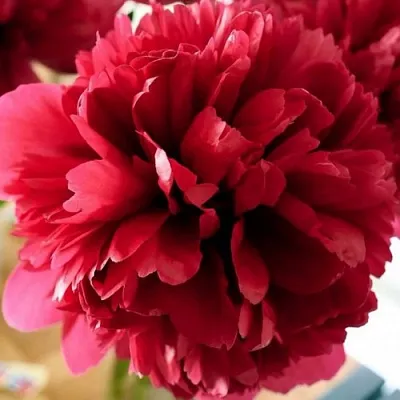 саженцы пиона саженцы пиона