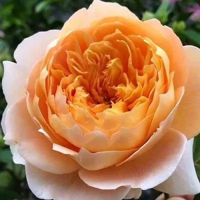 Саженцы роз ЭФФИ чайно-гибридная — описание сорта Саженцы роз ЭФФИ чайно-гибридная в Москве